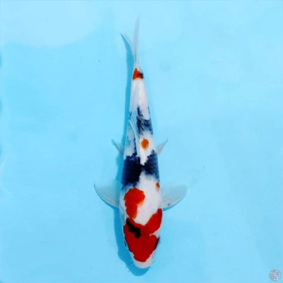 ٢ kindai showa tategoi size 25cm ml