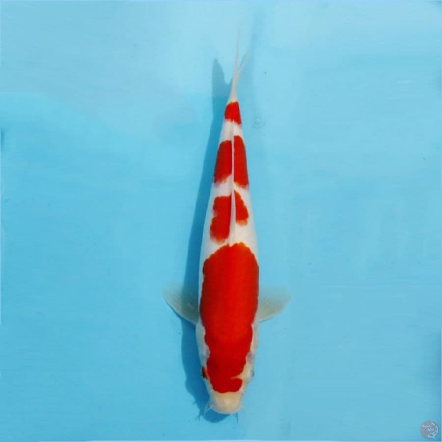٥ kohaku 4 step original size 30cm fm