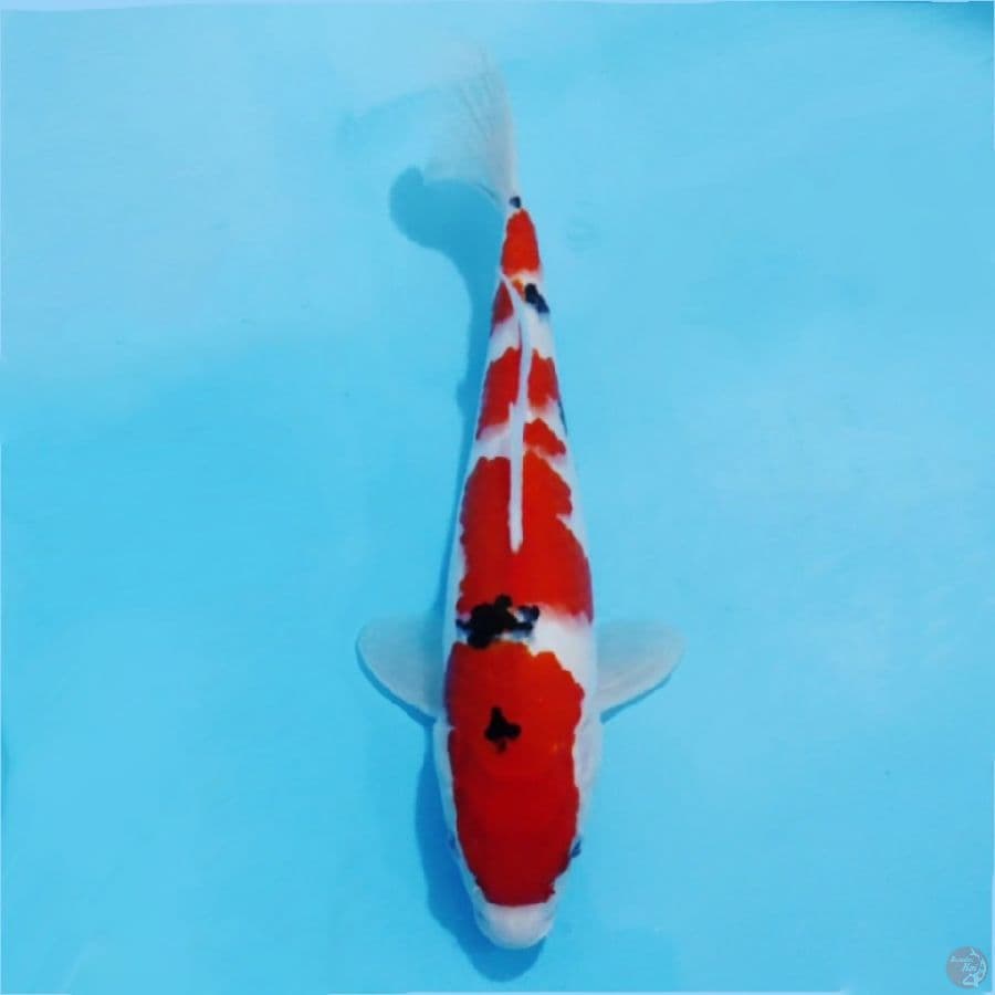 ٨ Taisho sanke skin halus HQ size 29cm fm