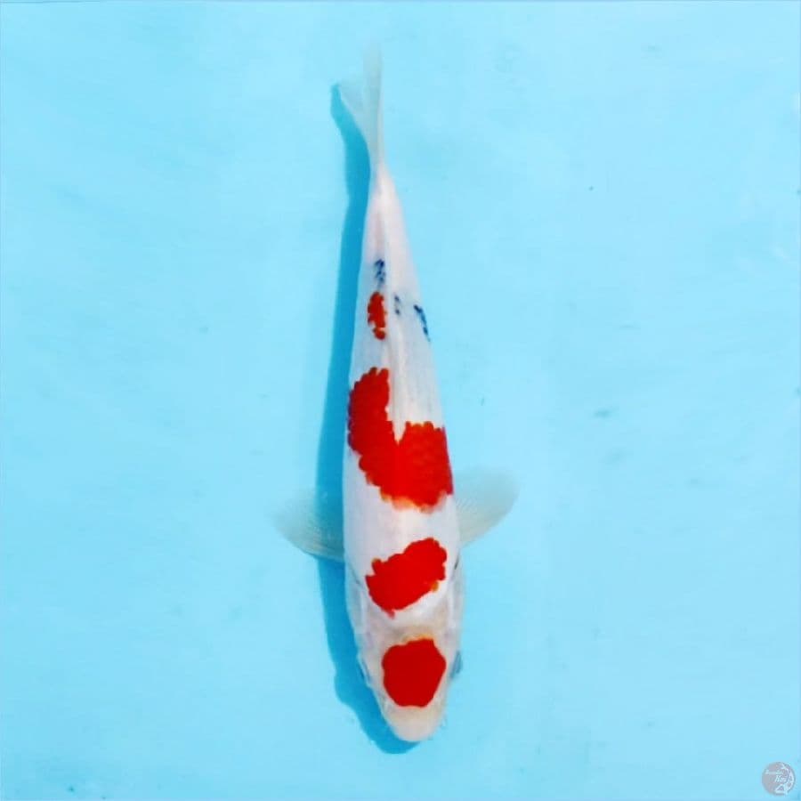 ١٣ maruten showa tategoi merah halus size 25cm ml