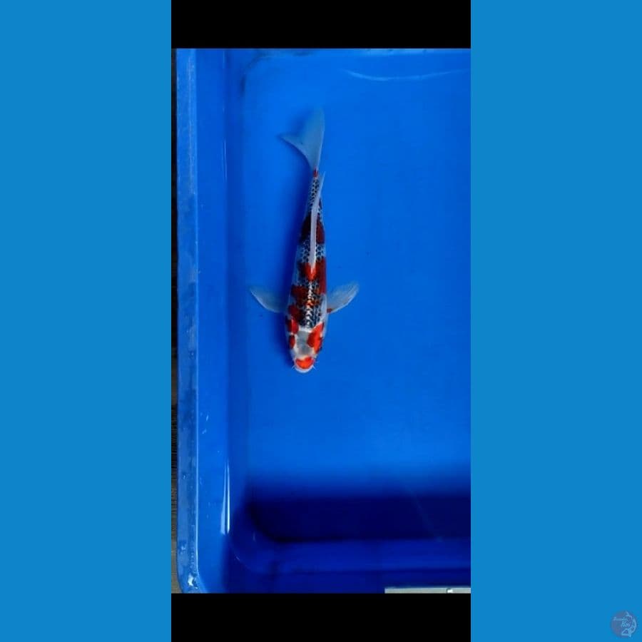 kumpay kujaku 29 cm