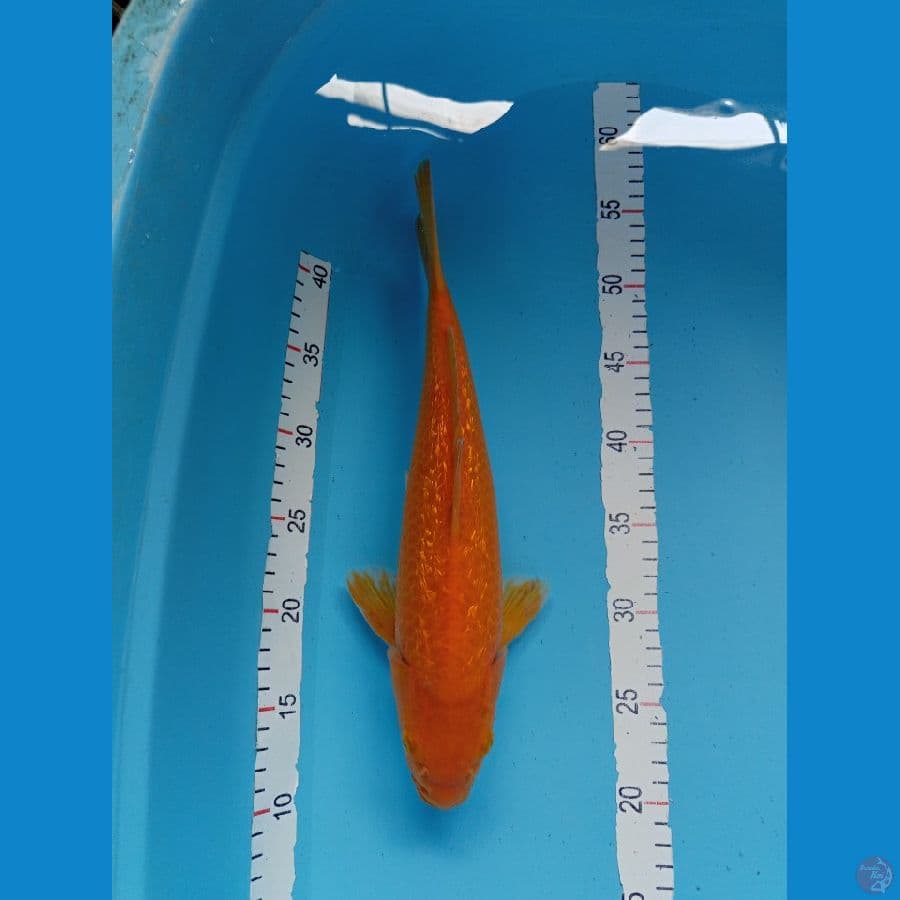 Red Karasi Ginrin M 35cm