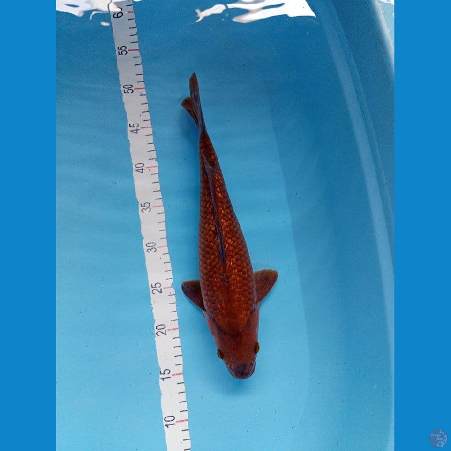 Chagoi Tembaga ginrin F 36cm