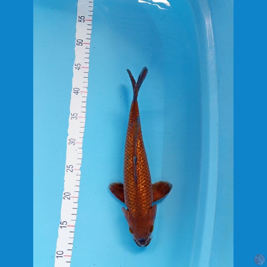 Chagoi tembaga ginrin padat M32cm