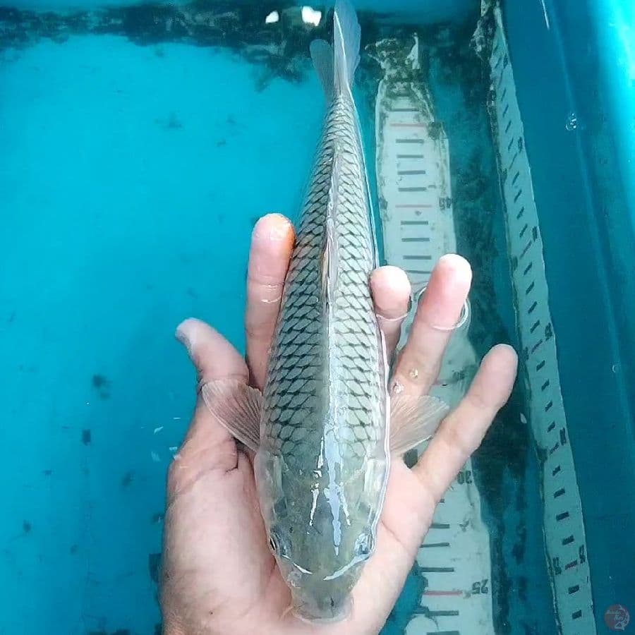 soragoi 25cm