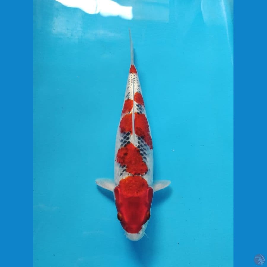 goshiki 32cm