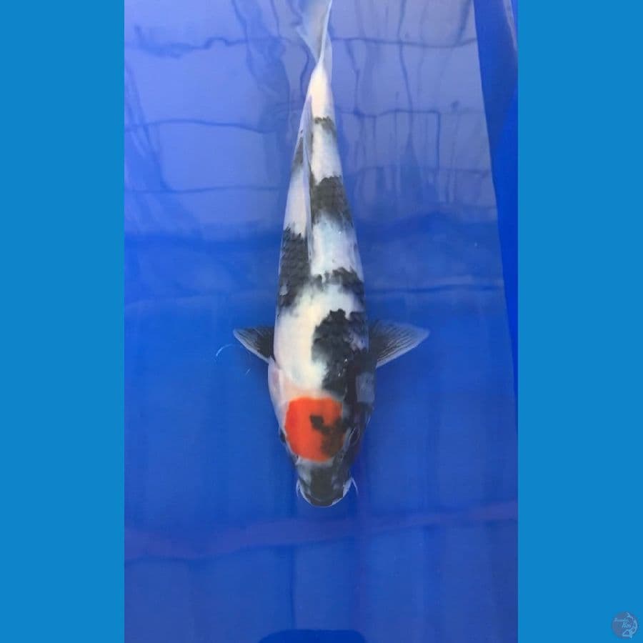 Tancho showa size 27 cm