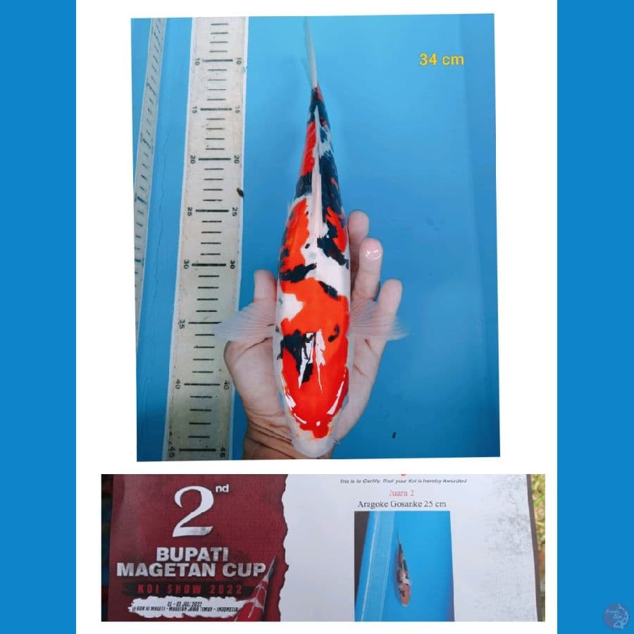 SQ Sanke 34CM