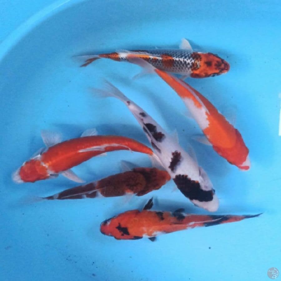 Paket Mix 6 ekor 20 - 24 cm