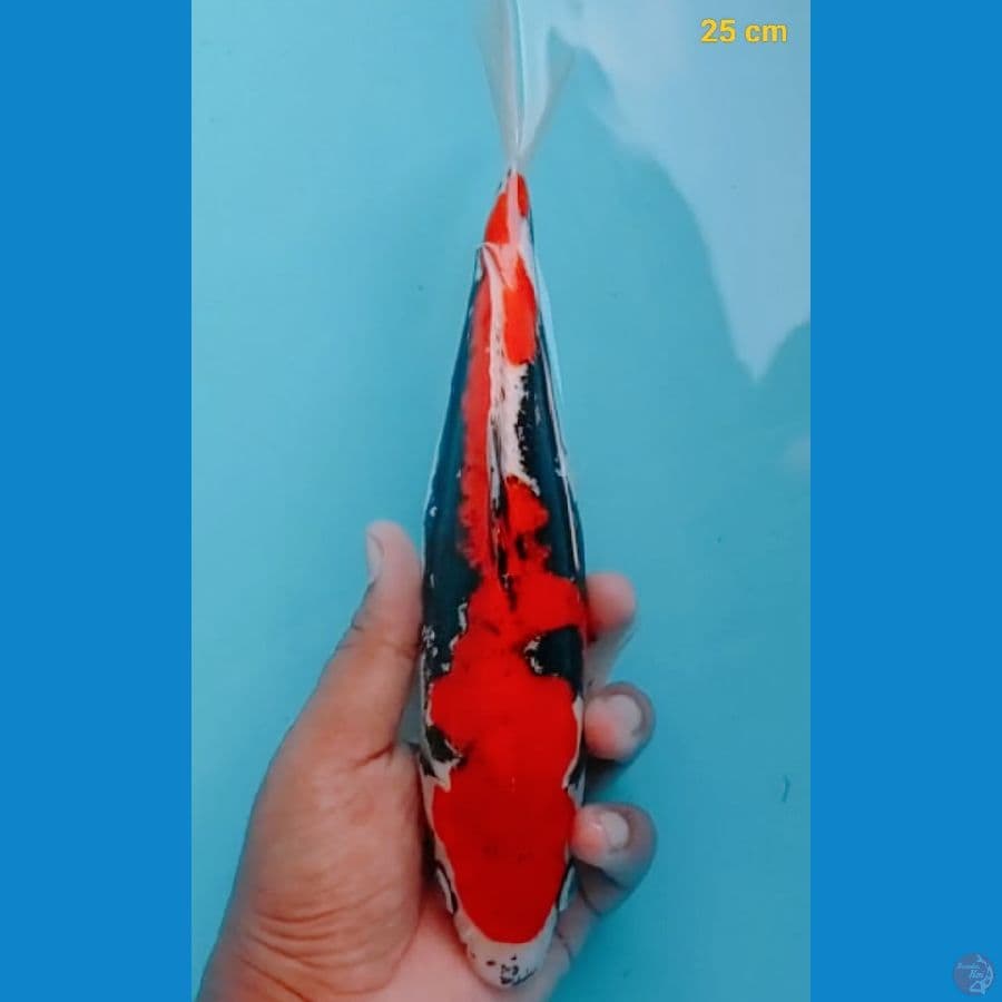 Inazuma benikumon male 25 cm