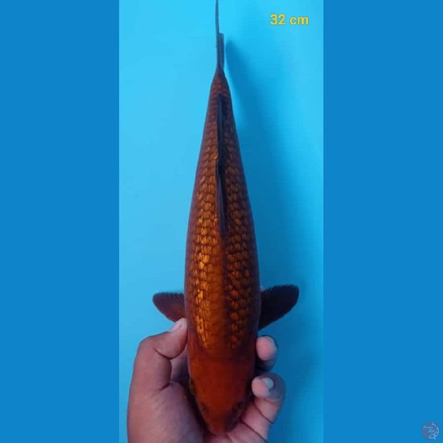 Tembaga Ginrin jozz male 32 cm