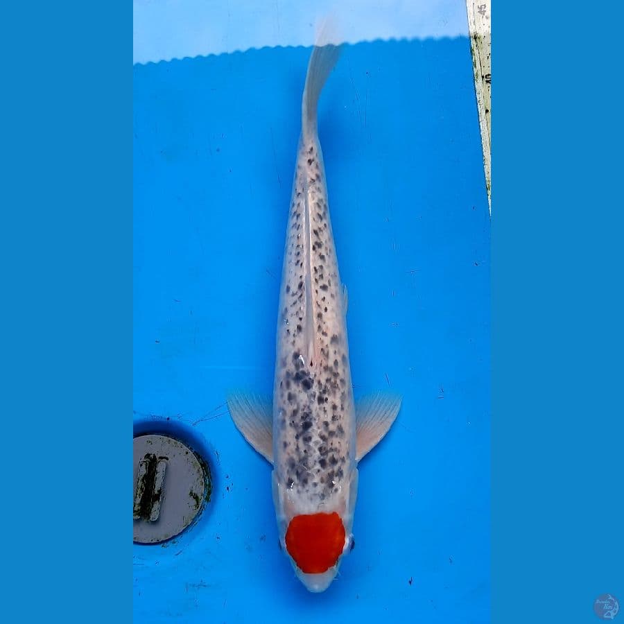 Tancho goshiki 37cm male