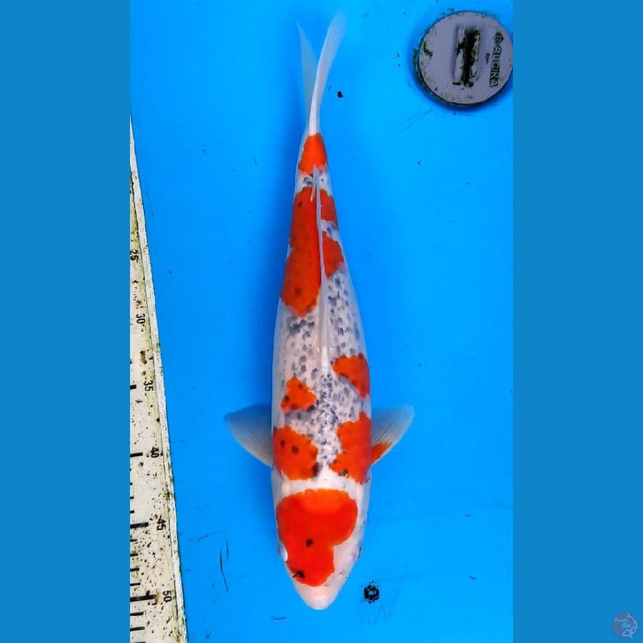 Goshiki 38cm