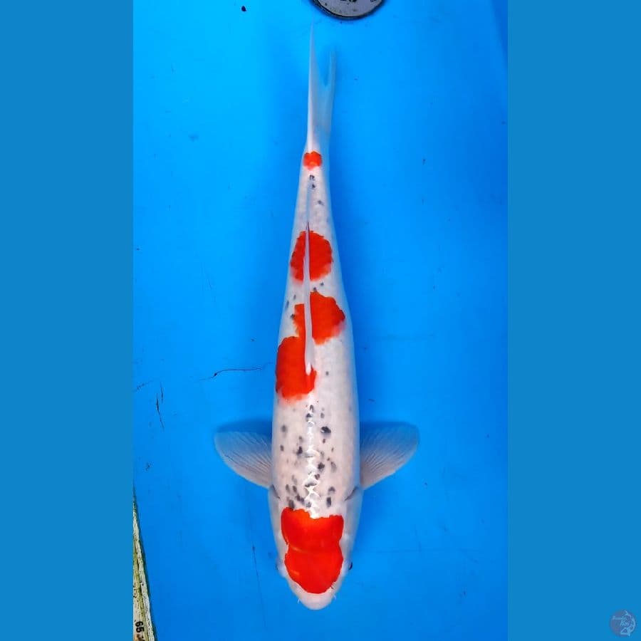 Goshiki bongsor 45cm male