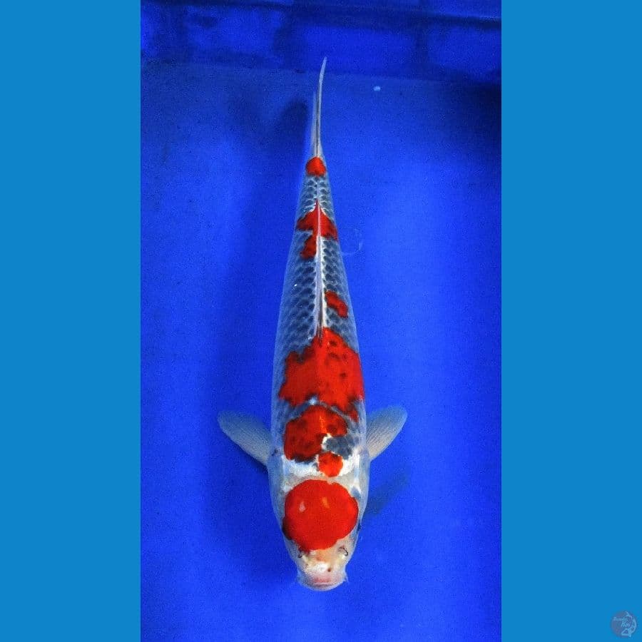 res goshiki ±38cm jantan