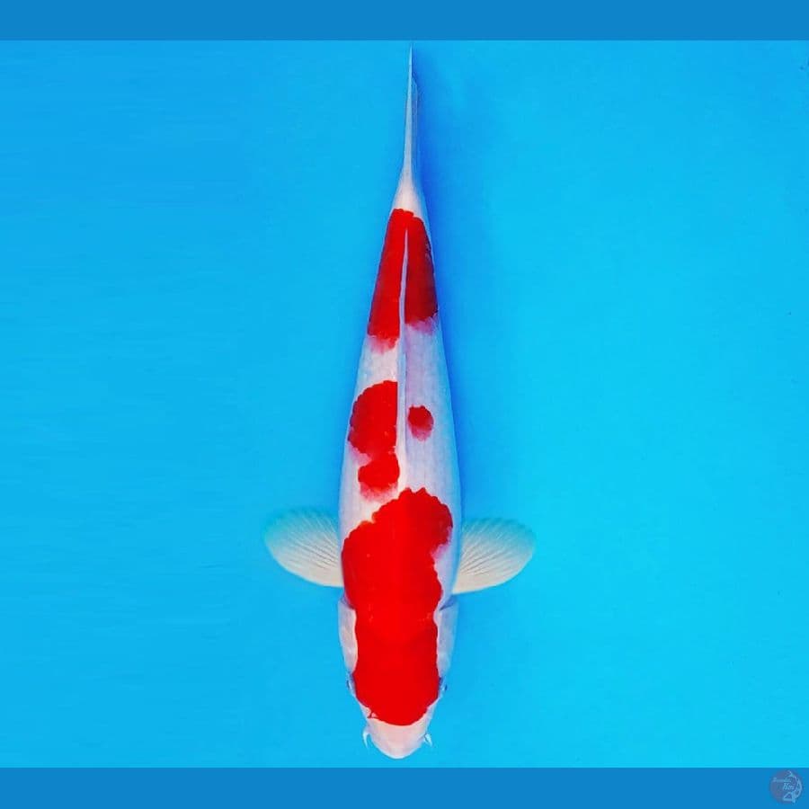 AKAI SATAN 11 ~ KOHAKU 30 cm/fm ™