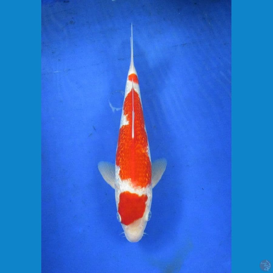 kohaku ginrin ±28cm hq