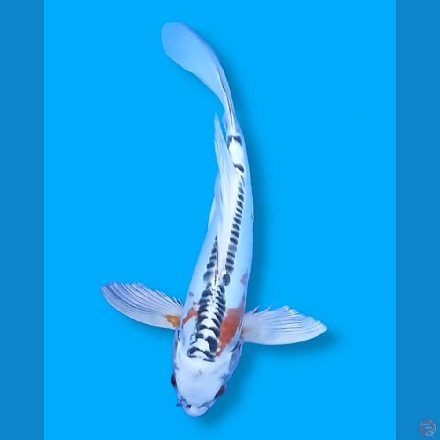 Kumpay Kiko 28 Male