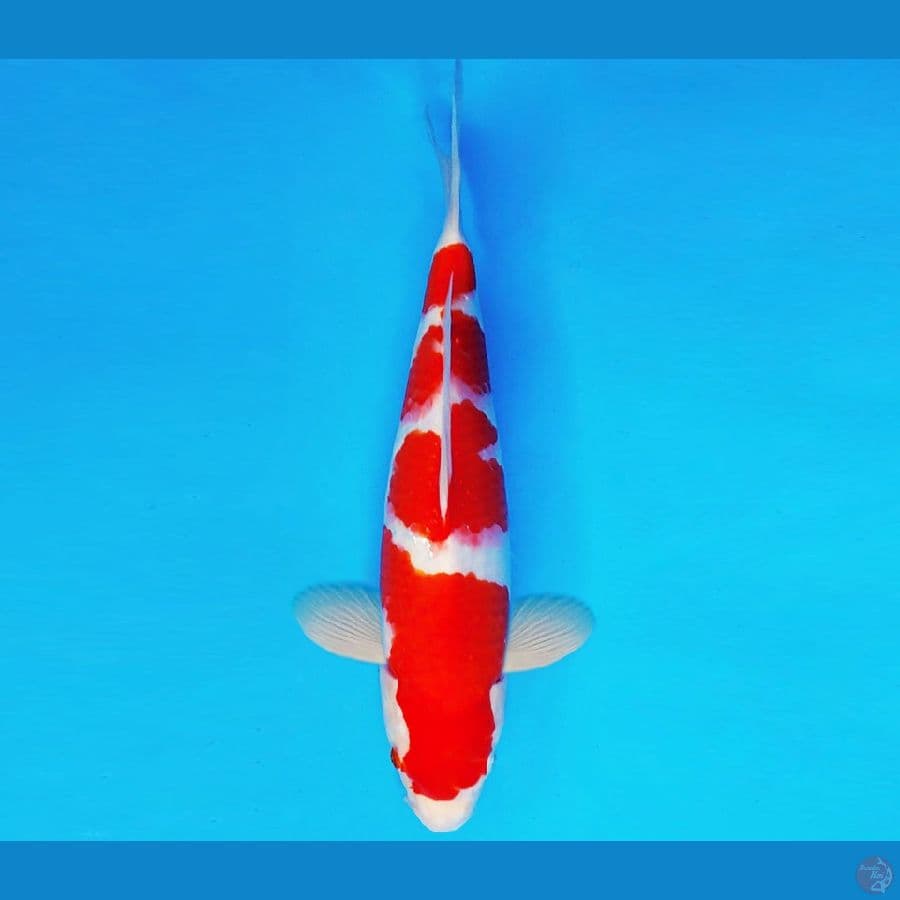 AKAI SATAN 13 ~ KOHAKU 37 cm/fm ™