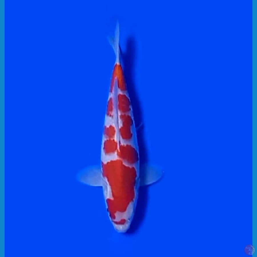 ✓ KOHAKU 20.Cm