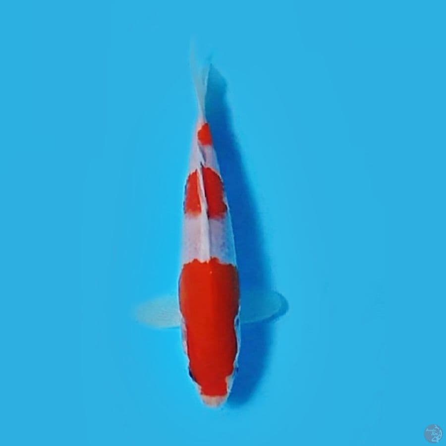 KOHAKU 16.Cm