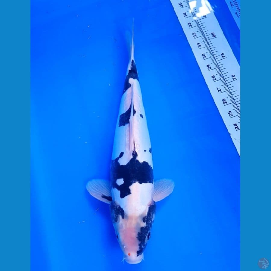 DOITSU SHIRO M40 CM CALON BAGUS