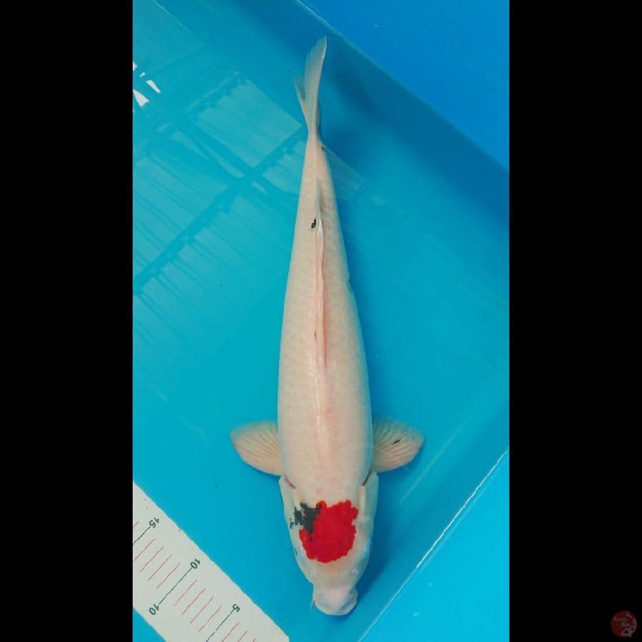 Tancho Sanke 50cm