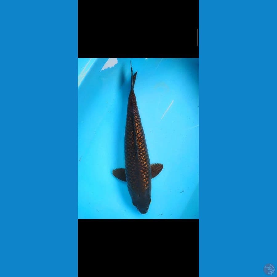 chagoi tembaga