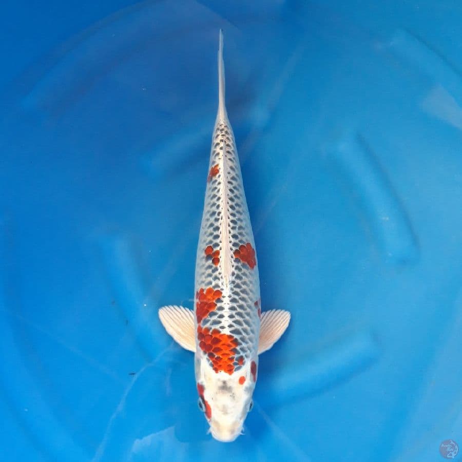 Kujaku Male 40cm