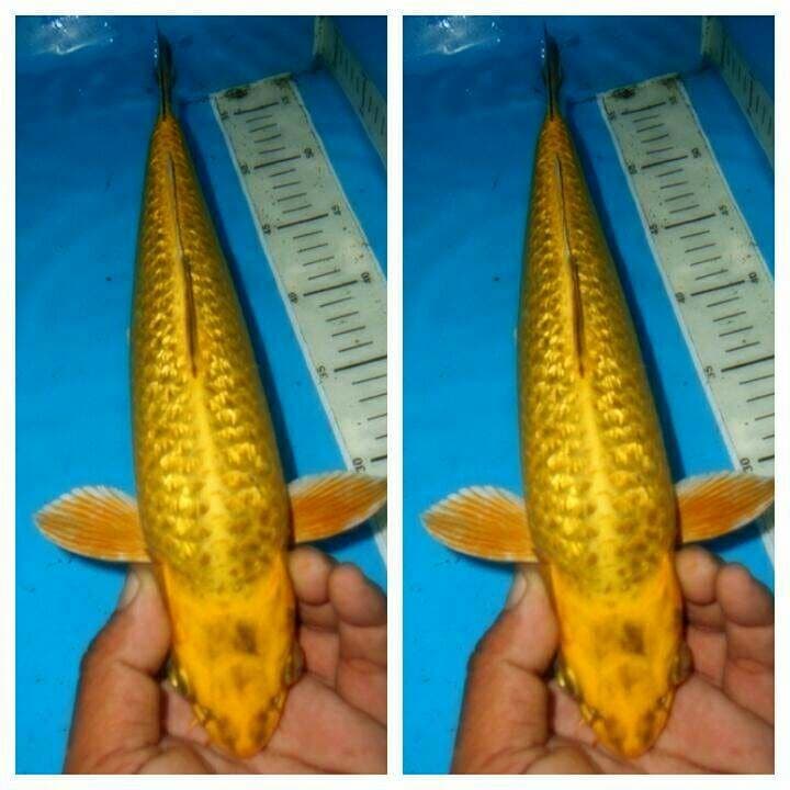 Mukasi ginrin male