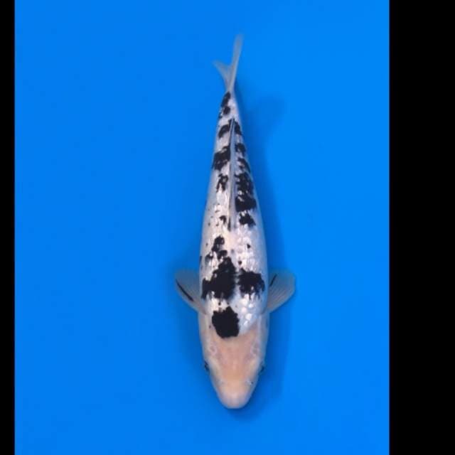 bekko ginrin 30cm