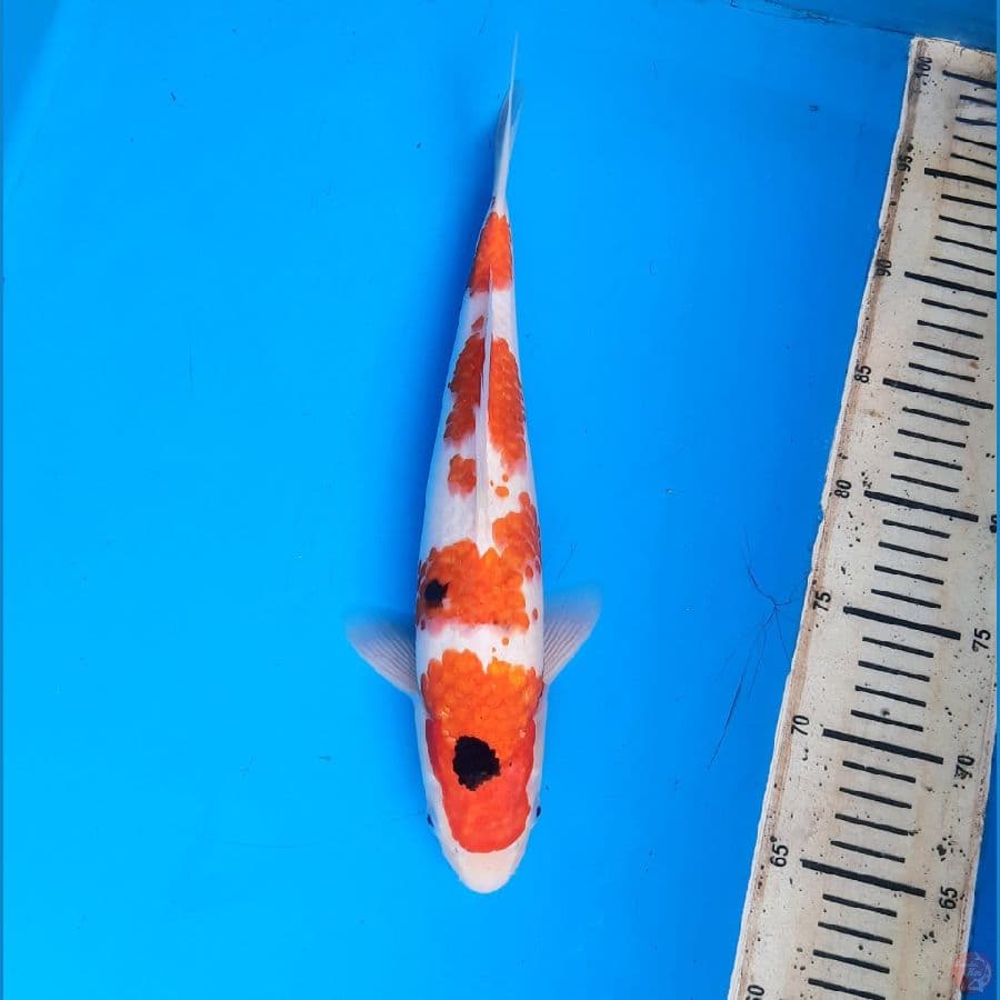 Koromo sanke 33cm Male