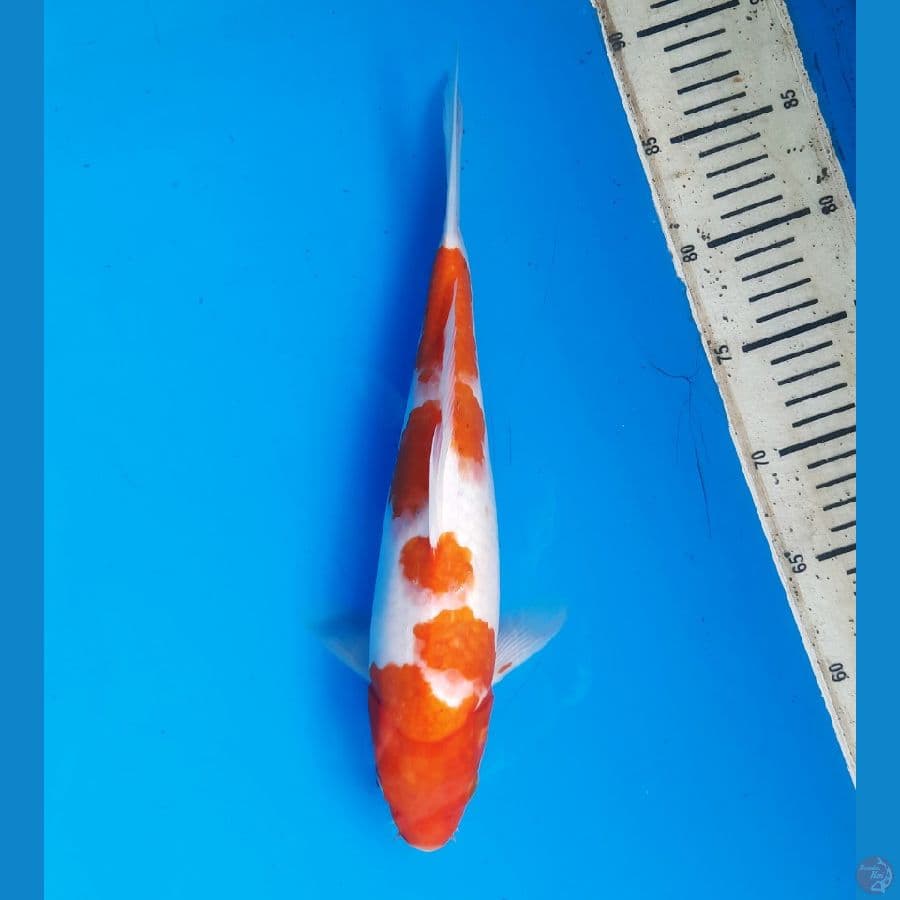 Goromo 33cm Female