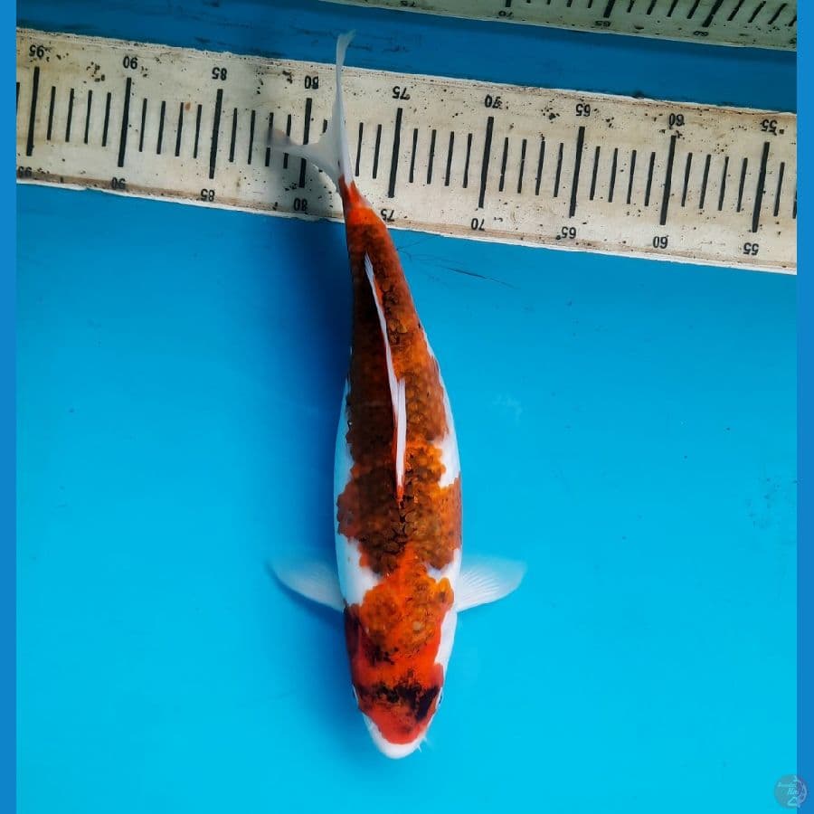 Goromo 36cm Female