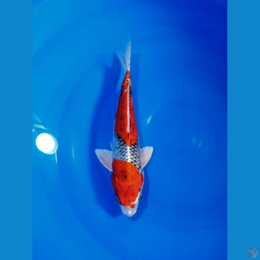 kujaku ori 32cm