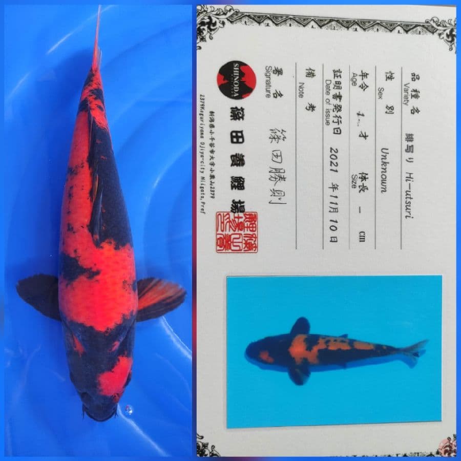 Hiutsuri Shinoda 45cm Jantan