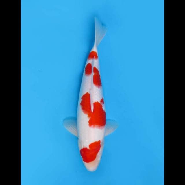 36cm Female - Kohaku Putih F1 Salju Good Body