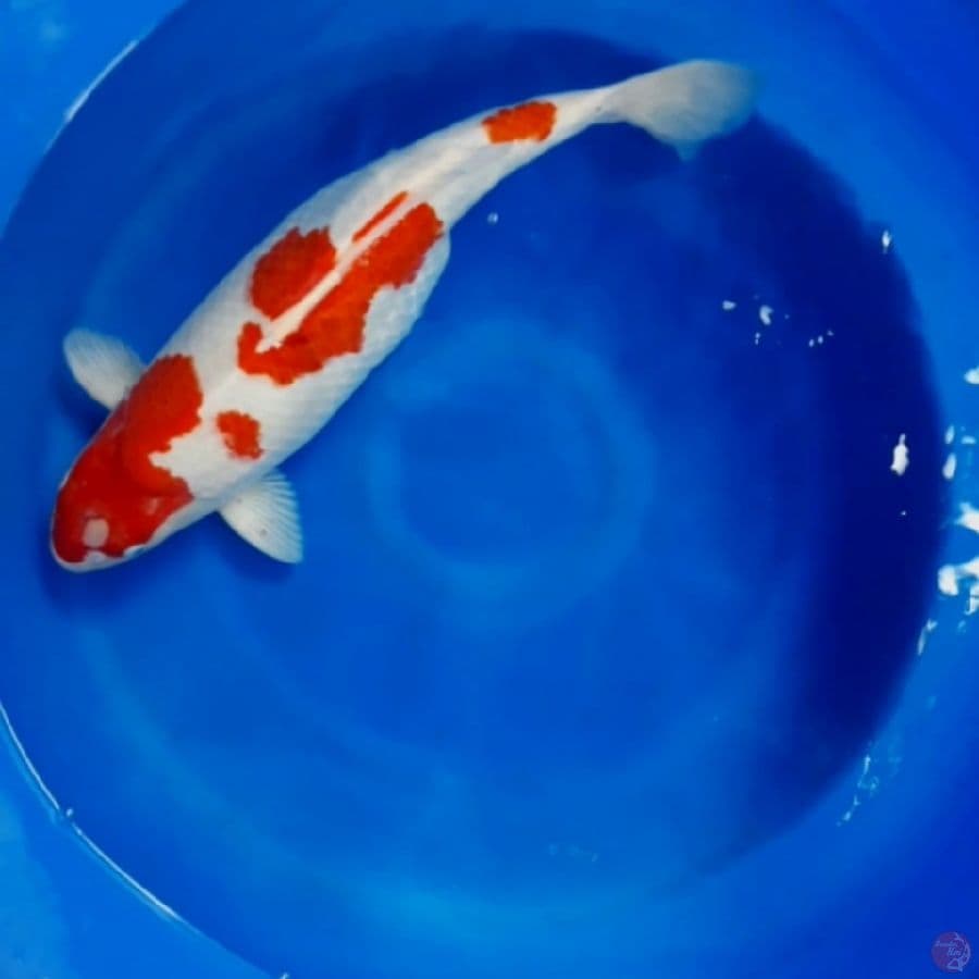 Kohaku Gendong Telur