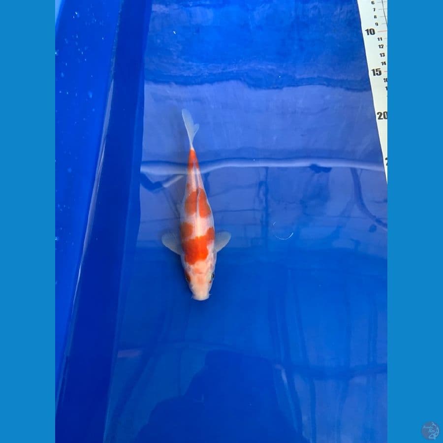 kohaku size 15 up
