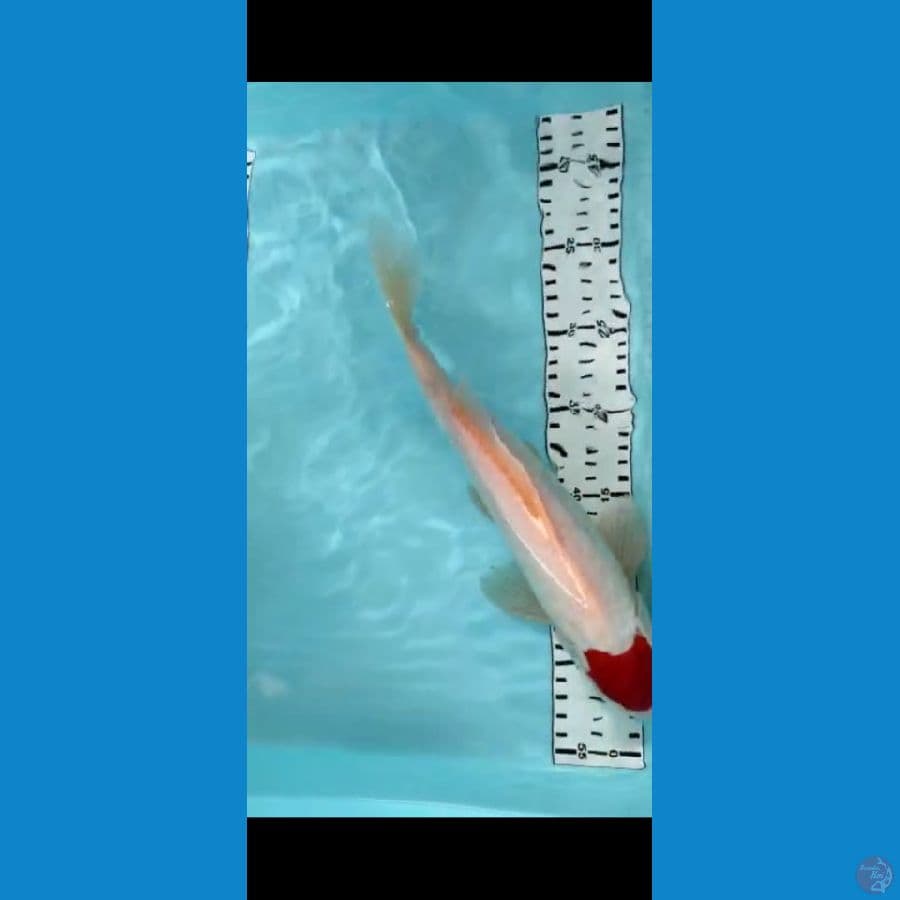 tanco kohaku 32cm