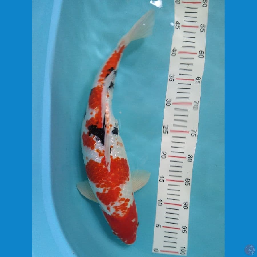 sanke ginrin original 47 cm
