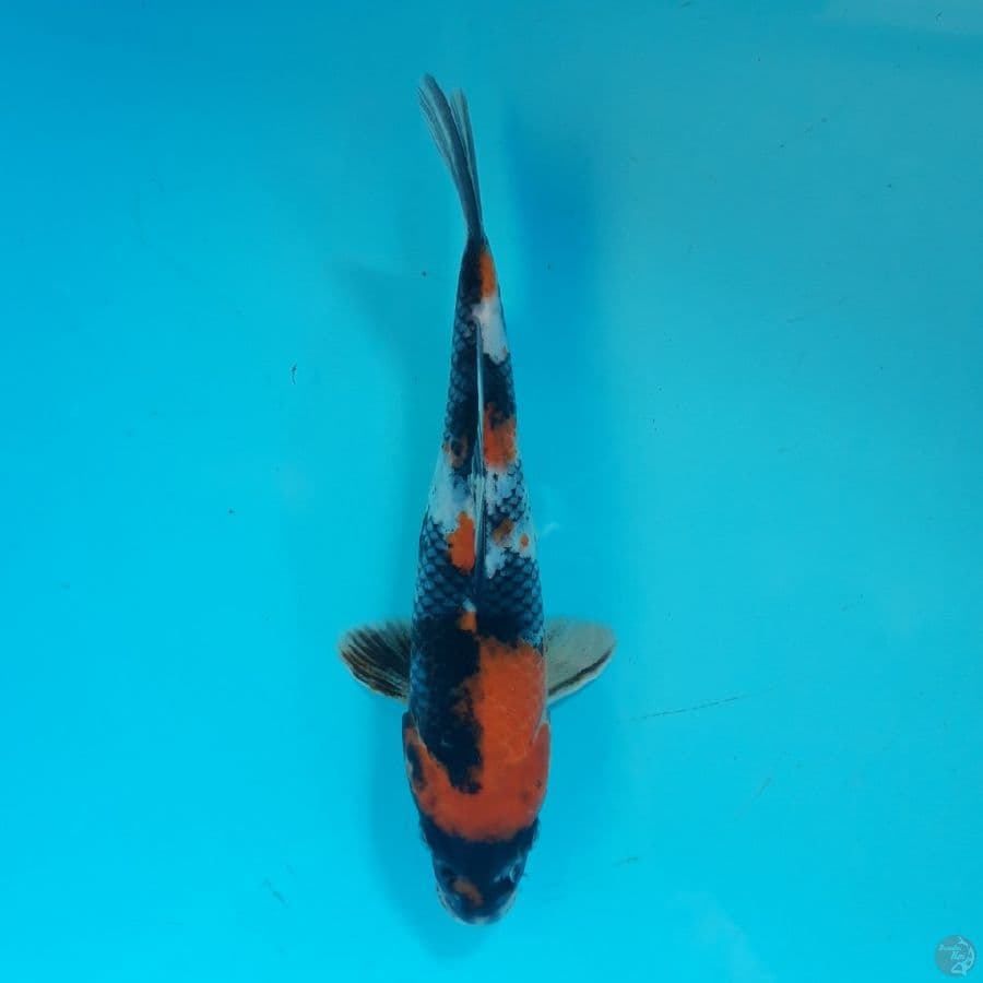 Showa 22cm