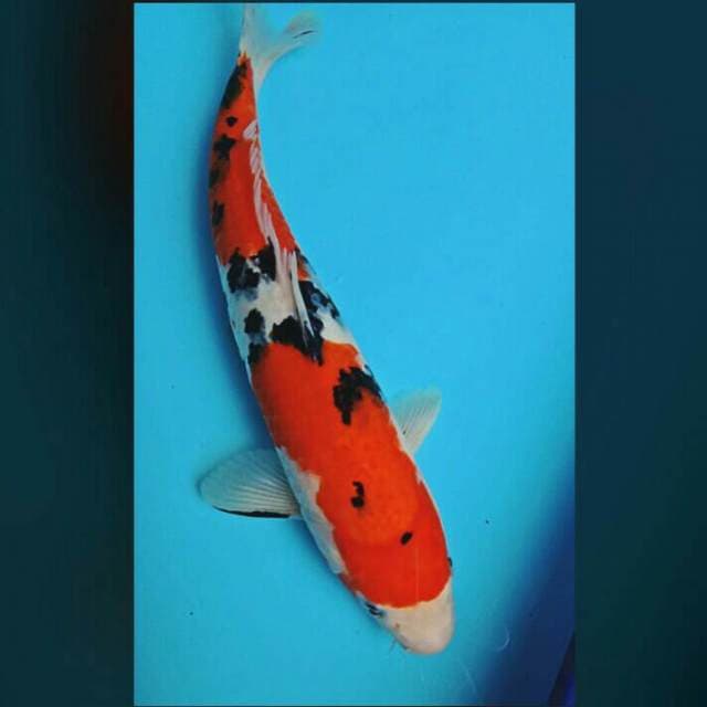 Beauty sanke 33cm