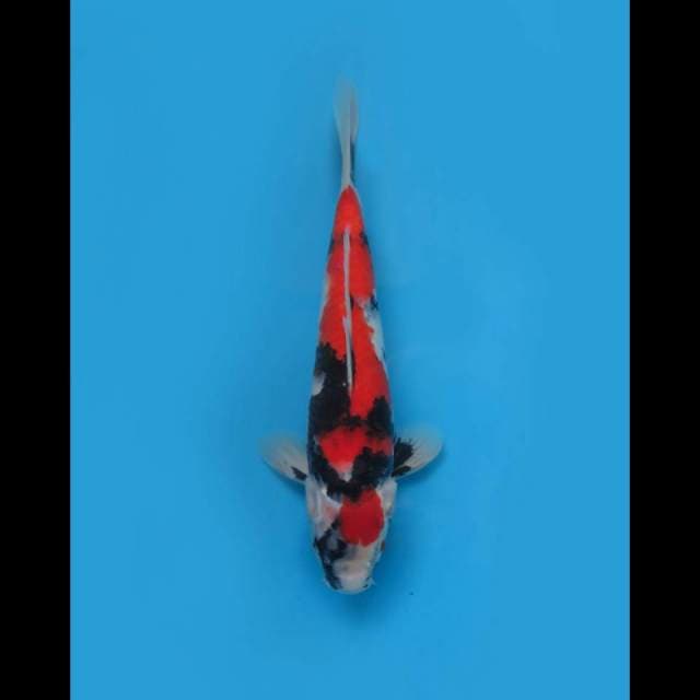 35bu Male - Red Showa Sanshoku HQ