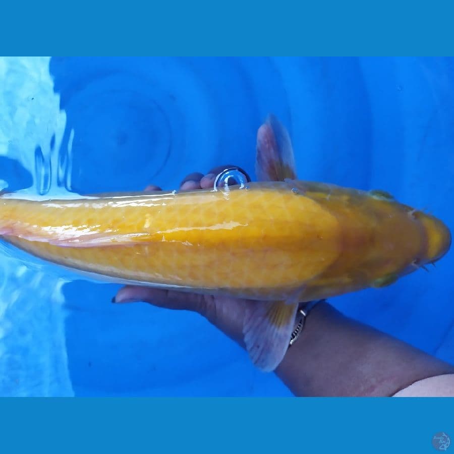 karasi berpunuk