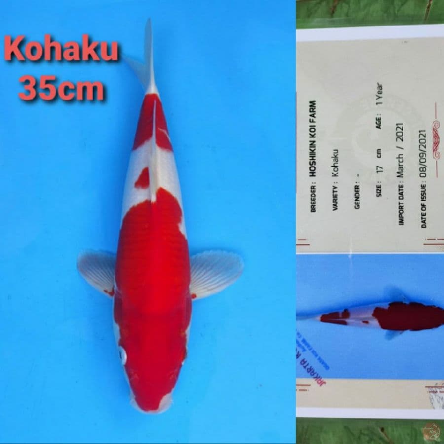 HOSHIKIN KOHAKU 35CM SERTI