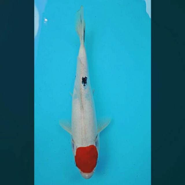 Tancho sanke ori 28cm