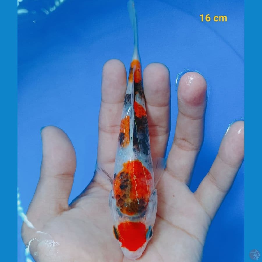 Maruten showa 16 cm