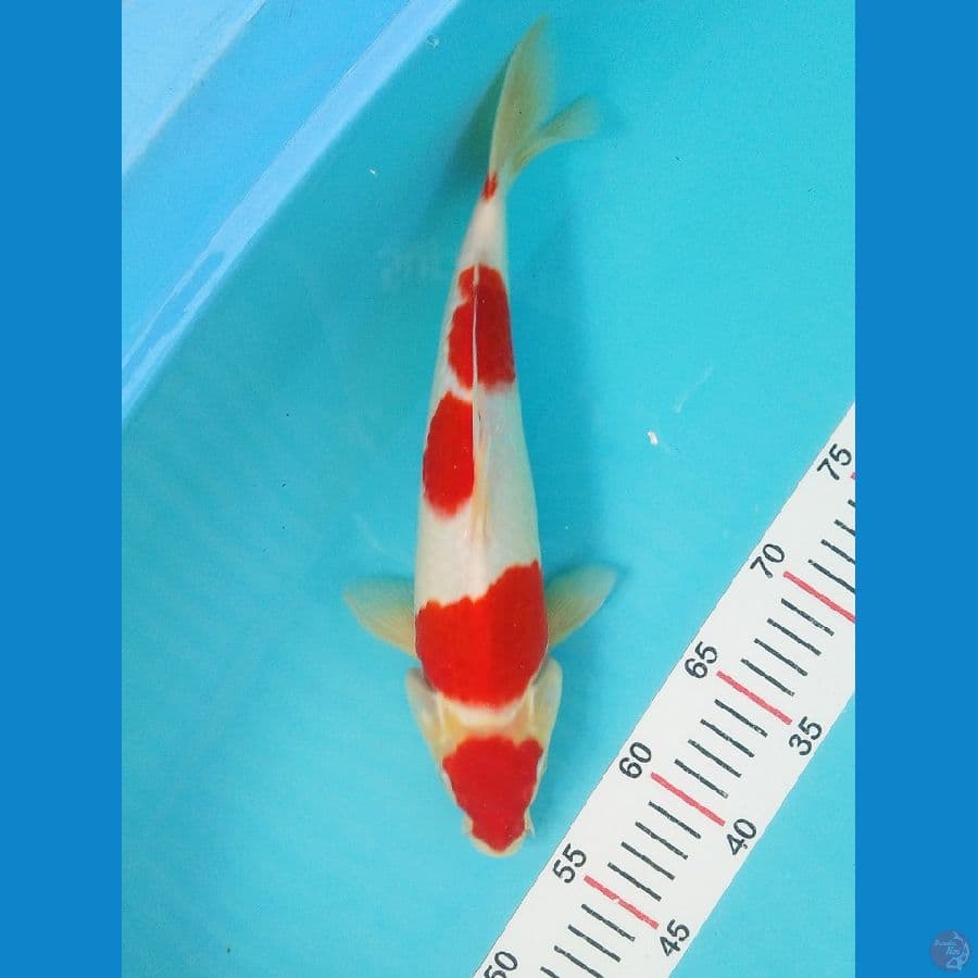 kohaku 32 cm original strong