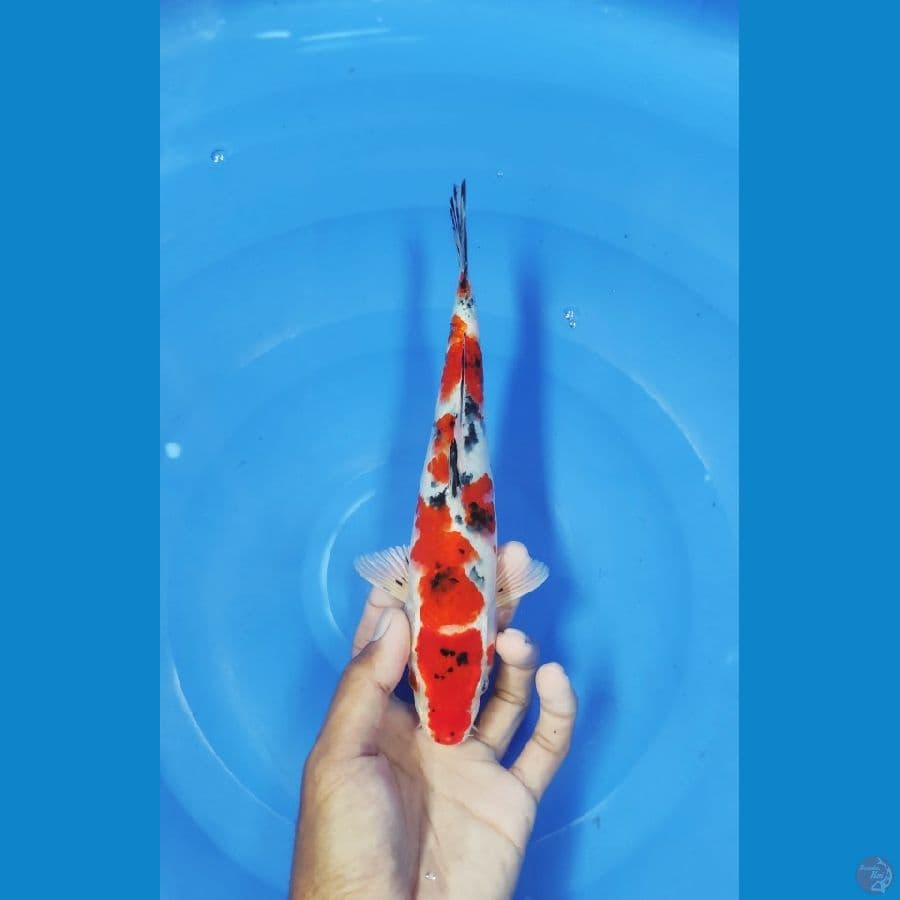 25 CM ~ TAISHO